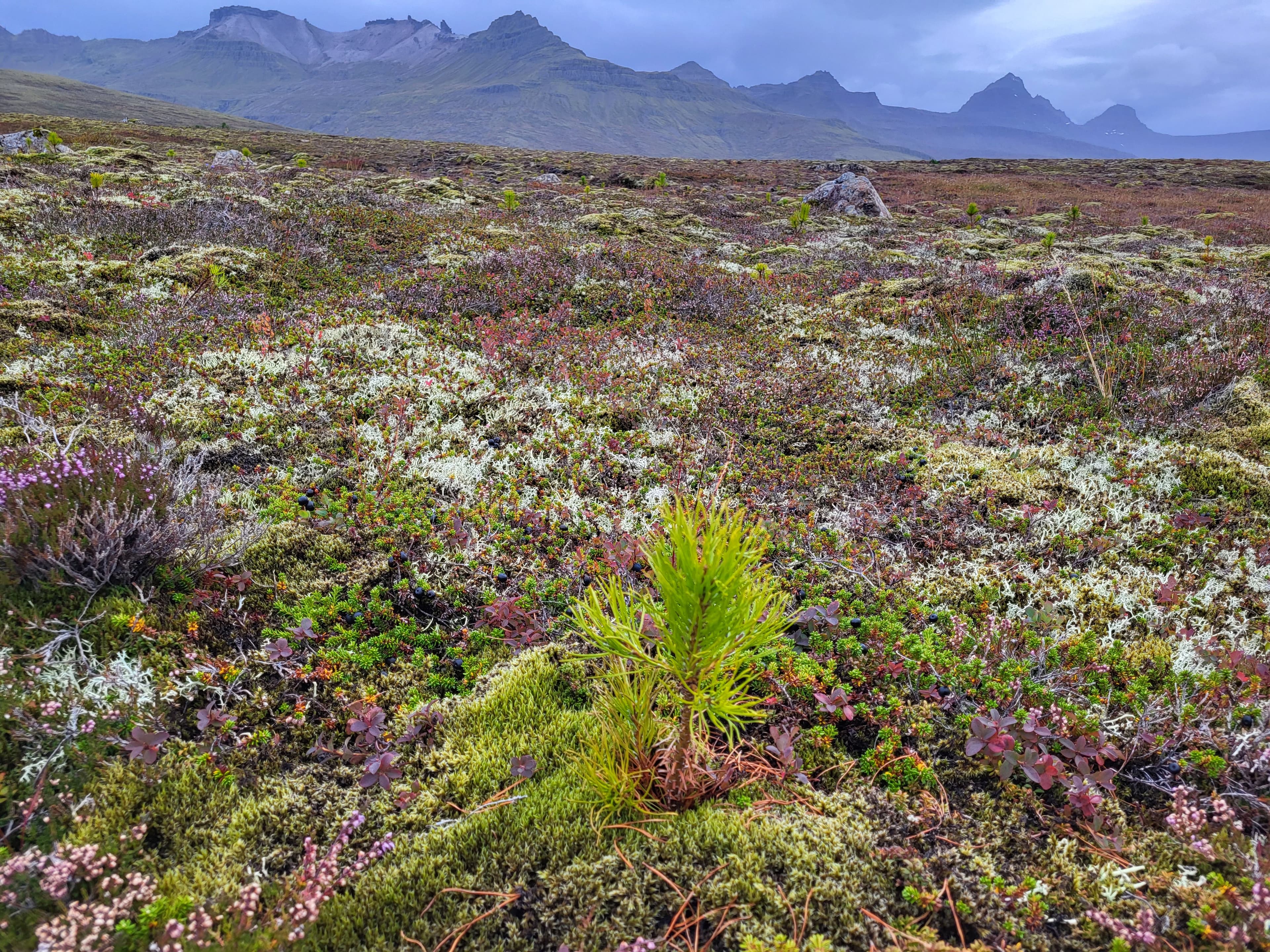 Forsíðumynd